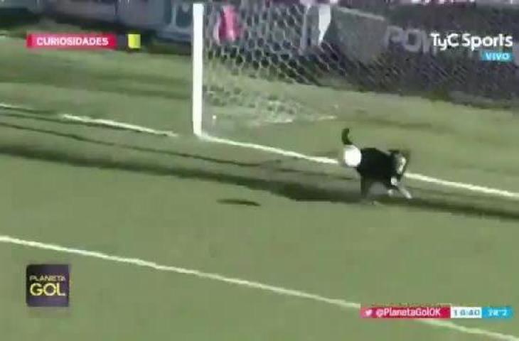 Anjing penyelamat gawang Defensores de Belgrano. [@PASIONFUTBOL860/Twitter]