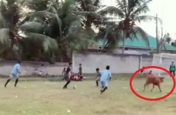 Viral Anak Sapi Ikut Pertandingan Tarkam, Sampai Tunjukkan Kelihaian Cari Posisi!